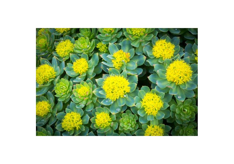 Unveiling the Golden Benefits of Golden Root (Rhodiola Rosea)