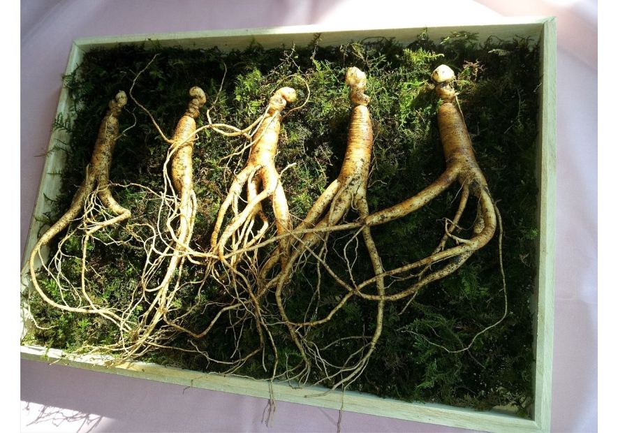 What Makes Golden Root Complex The Number 1 Herbal Supplement