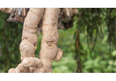 Tongkat Ali vs Maca Root: Which Natural Aphrodisiac Suits You?